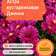 Астра кустарниковая Дженни Астра кустарниковая Дженни