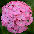 Гвоздика турецкая Дэш Пинк