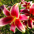 Лилия ОТ-гибрид Софи