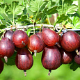 Крыжовник Ахиллес