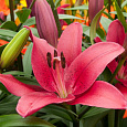 Лилия ла-гибрид Батистеро