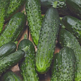 Огурец гибридный F1 Настоящий полковник Огурец гибридный F1 Настоящий полковник