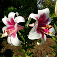 Лилия лонгифлорум Цирано