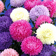 Астра Beautyful day Астра Beautyful day