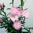 Гвоздика Супра Пинк