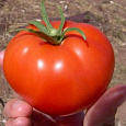 Томат Волгоградец Томат Волгоградец