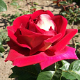 Роза чайно-гибридная Большой (Rose Bolchoi)